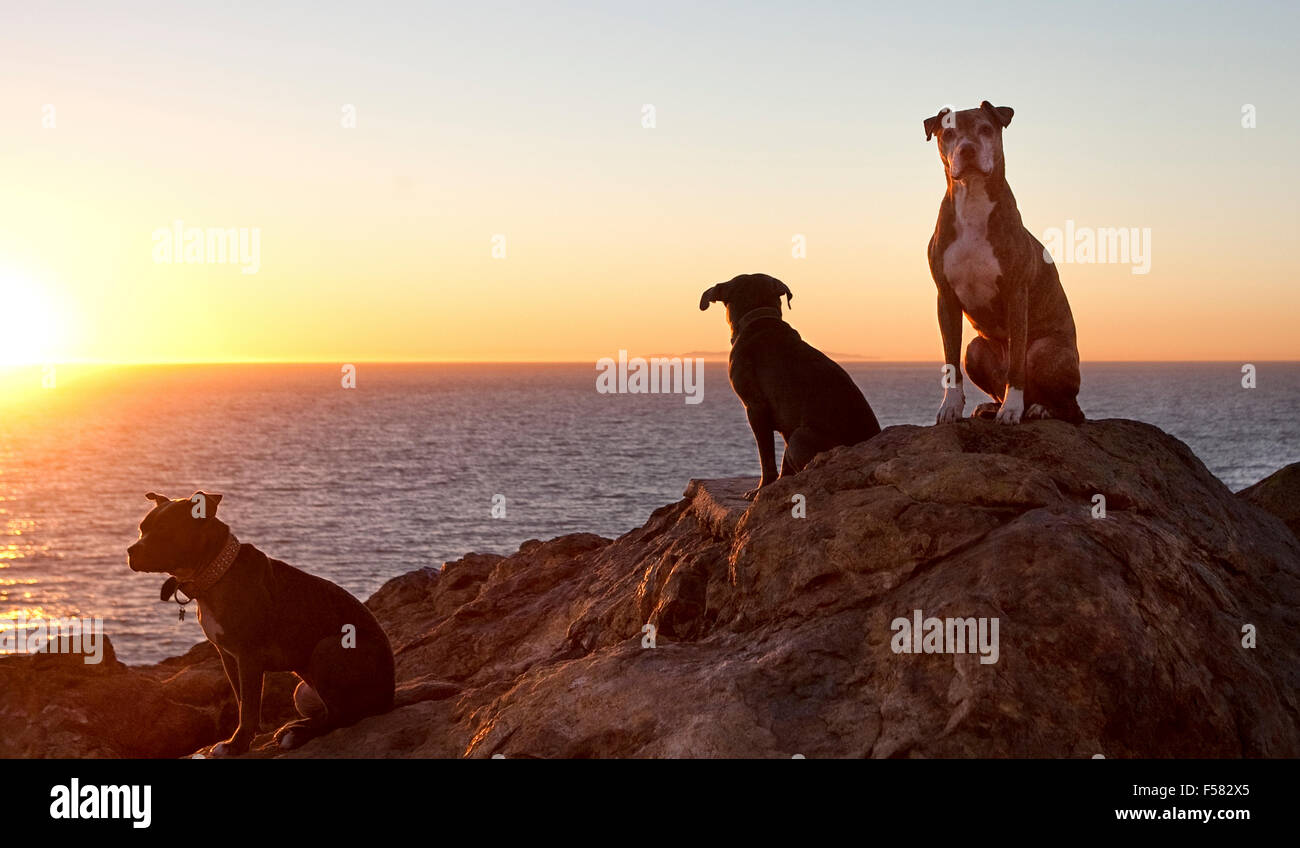 Drei Hunde sitzen auf riesigen Felsen mit Blick auf Meer bei Sonnenuntergang Stockfoto