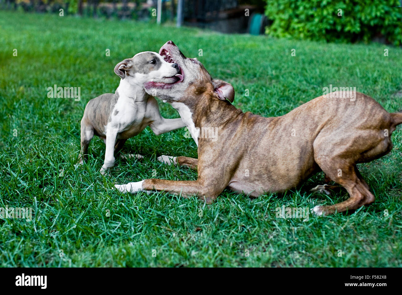 Senior Hund lehrt Welpen Kunst der Zurückhaltung, wie sie im Garten Rasen Erfassung eines einen freundlichen mutigen Moment aggressiv spielen Stockfoto