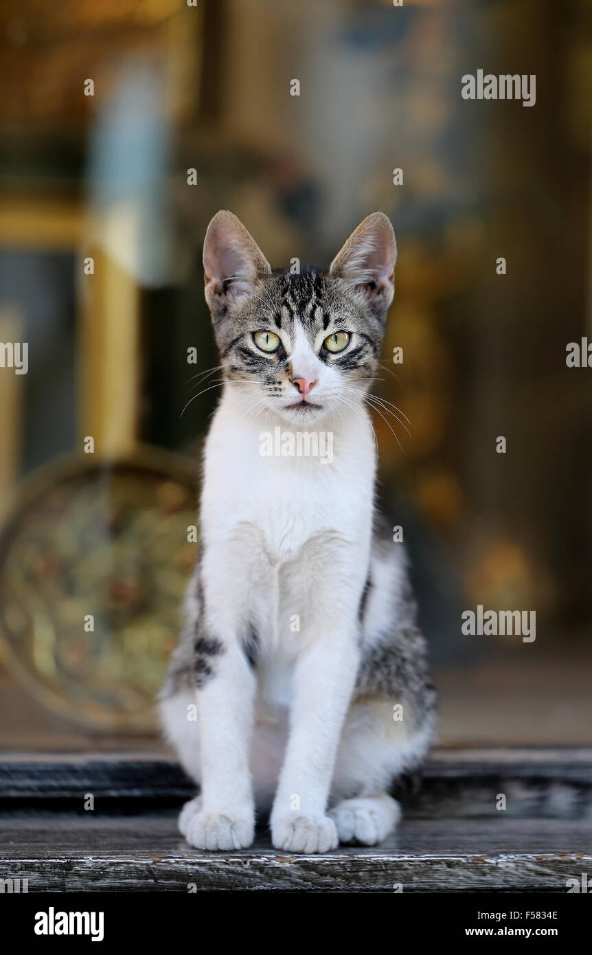 Schöne Katze sitzt auf dem Boden fotografiert hautnah Stockfoto