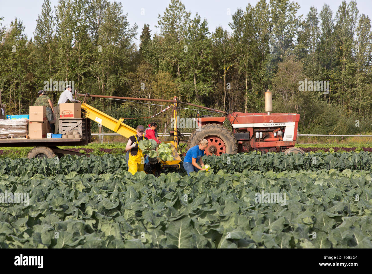 Landarbeiter Ernte Kohl "Brassica Oleracea". Stockfoto