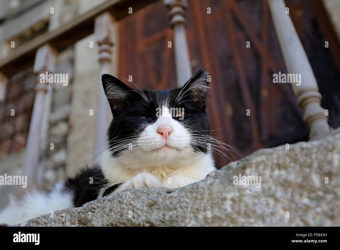 Schöne Katze sitzt auf dem Boden fotografiert hautnah Stockfoto