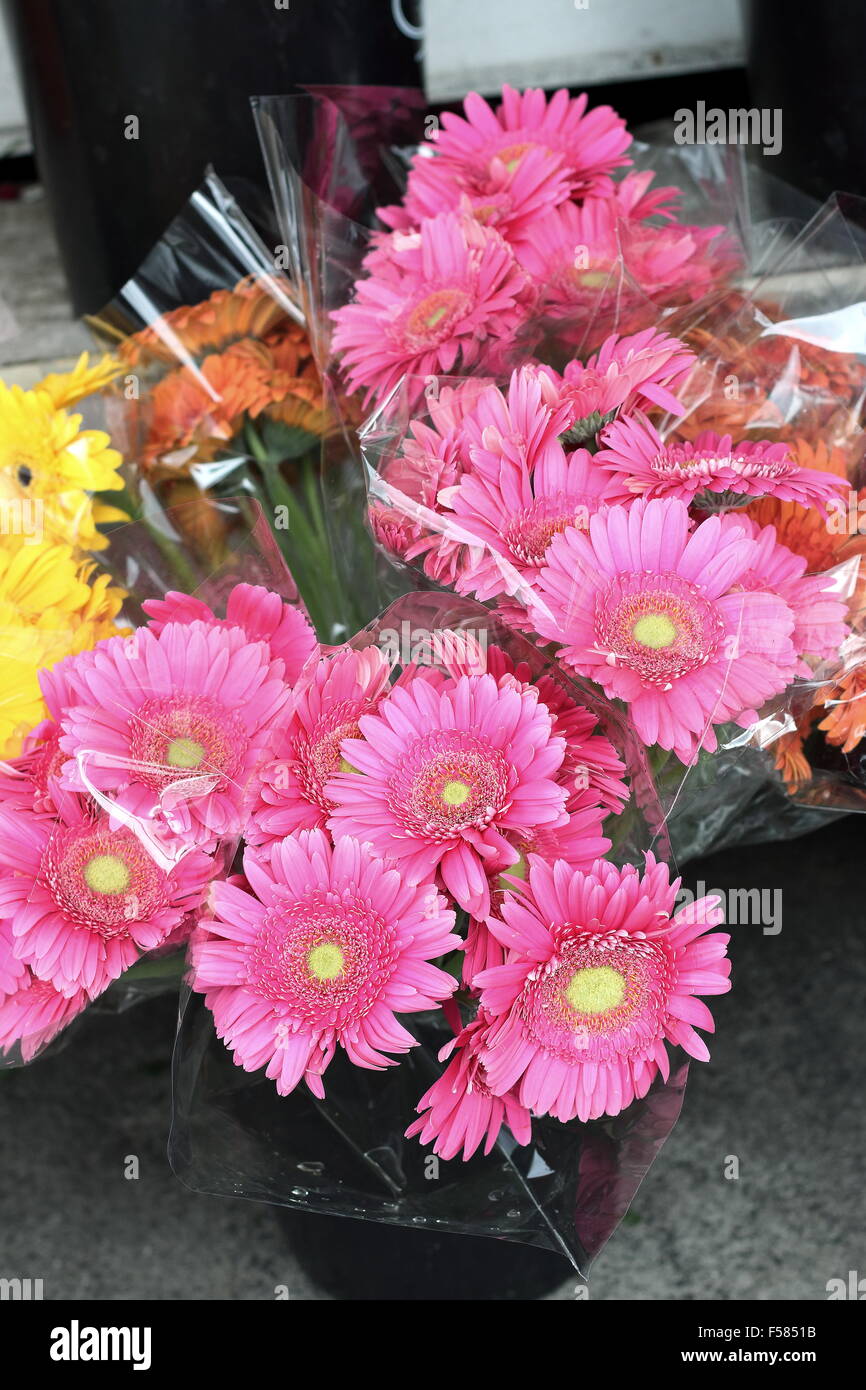 Rosa Gerbera Daisies Blumen für den Verkauf auf dem Markt Stockfoto