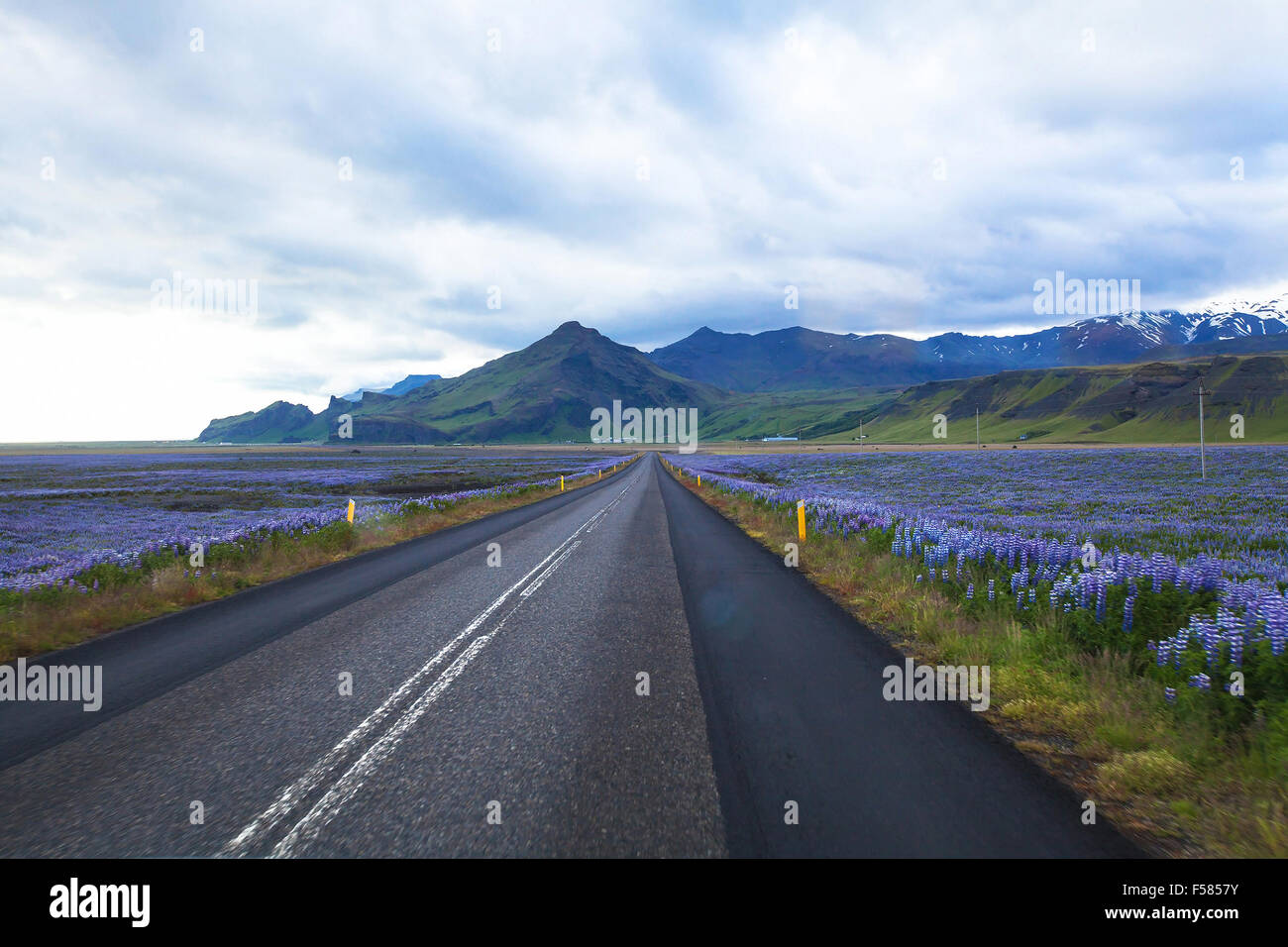 schöne Straße in Island zwischen lupine Felder Stockfoto