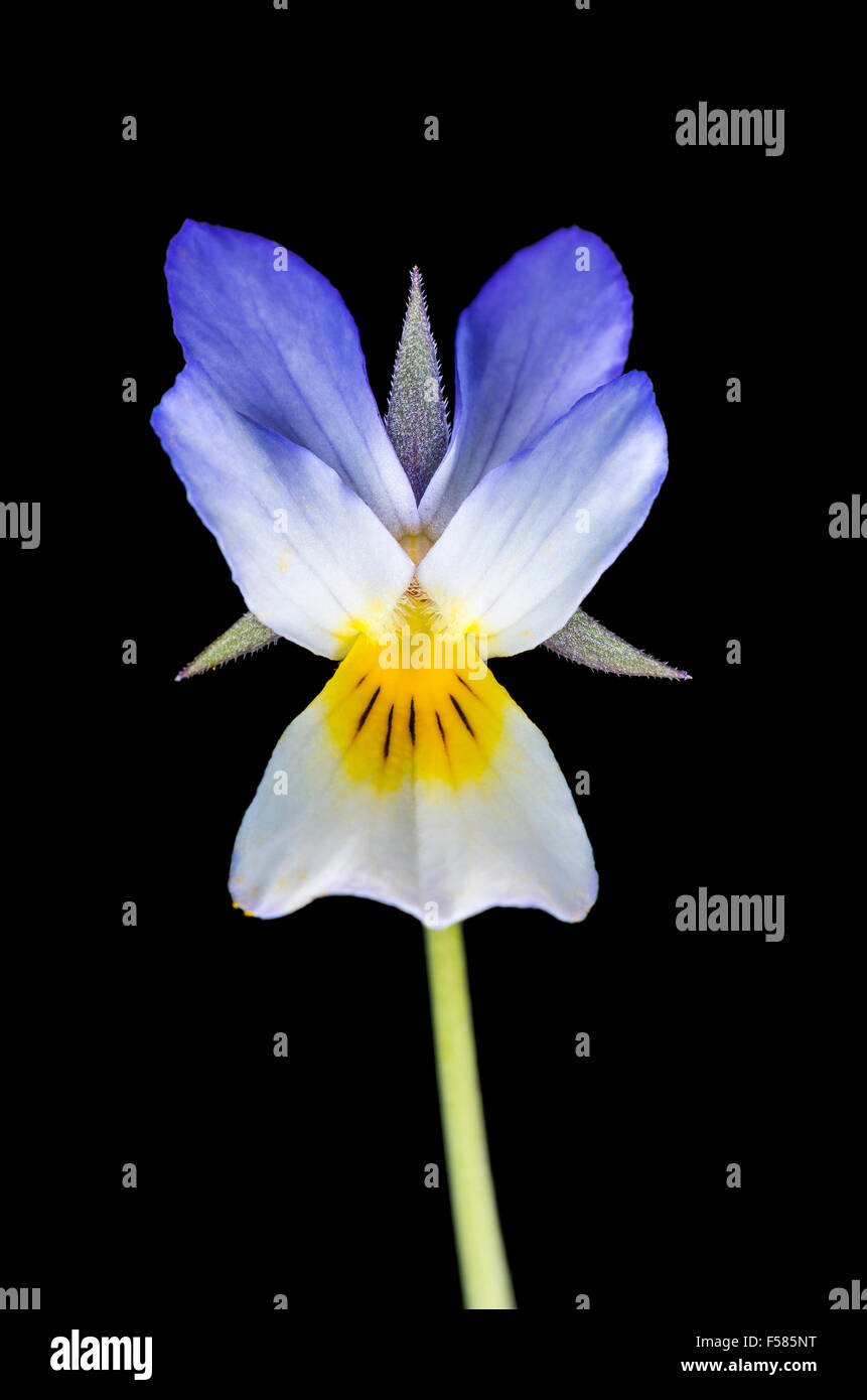 Viola Blume isoliert auf schwarz Stockfoto