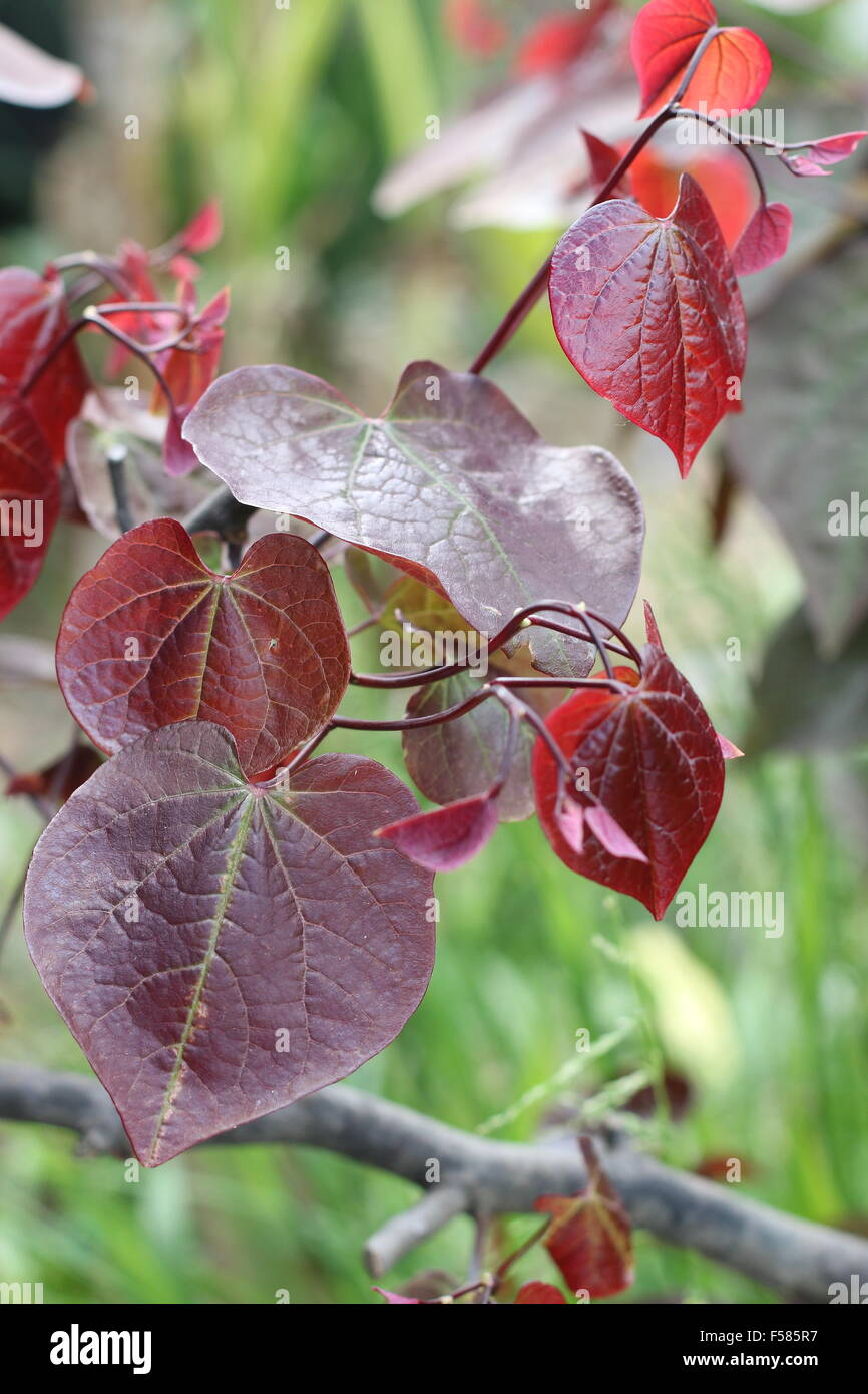 Cercis Canadensis oder auch bekannt als Forest Pansy verlässt Stockfoto