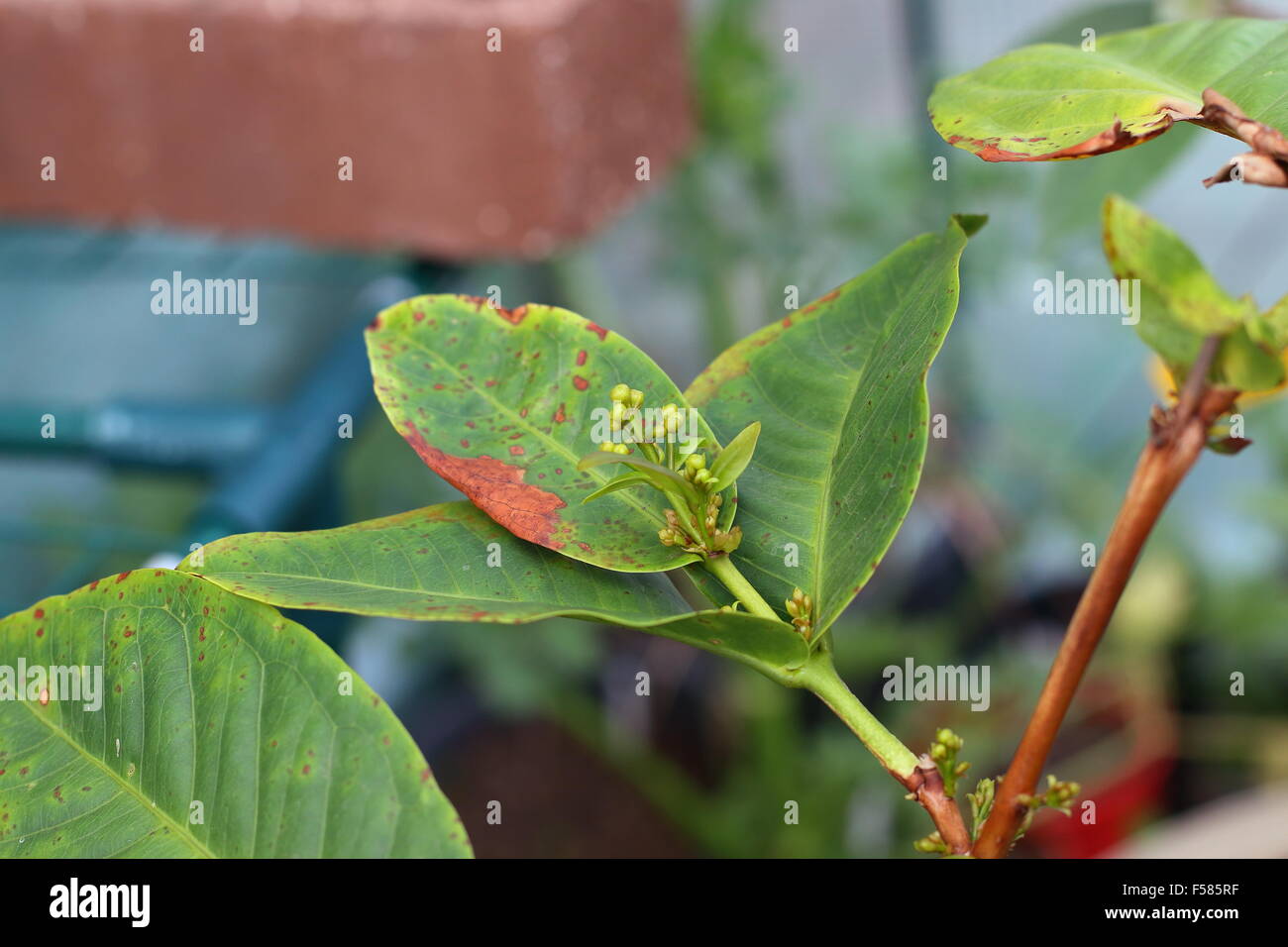 Obst-Knospen der Syzygium Samarangense oder Wachs Jambu genannt Stockfoto