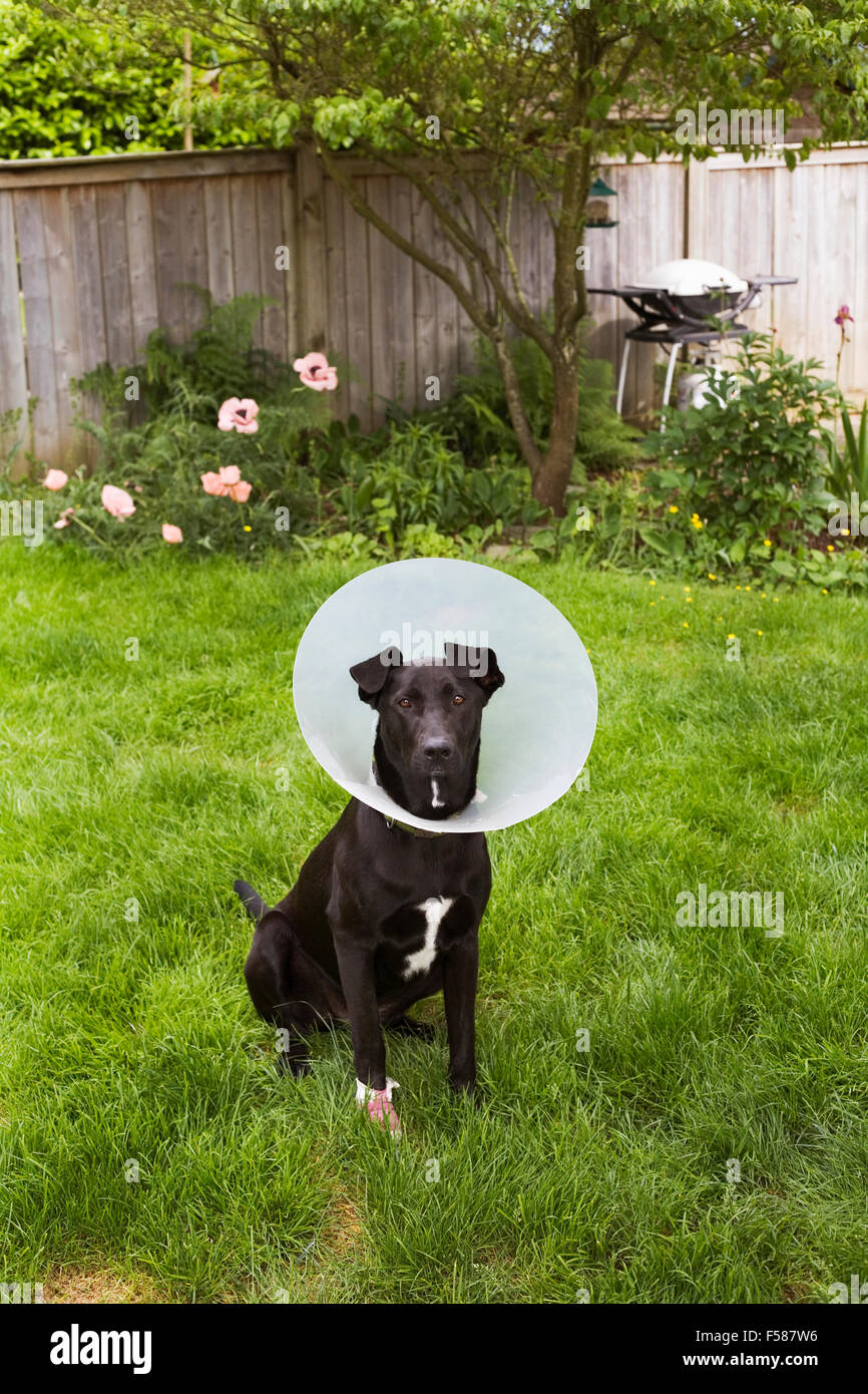 Hund mit Kegel und verletzte Pfote Stockfoto