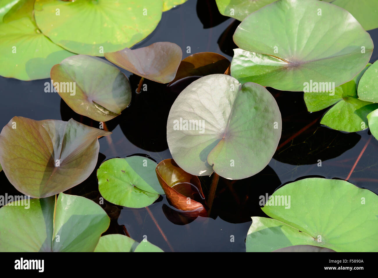 Nahaufnahme von Lotusblättern schwimmend auf einem Teich Stockfoto