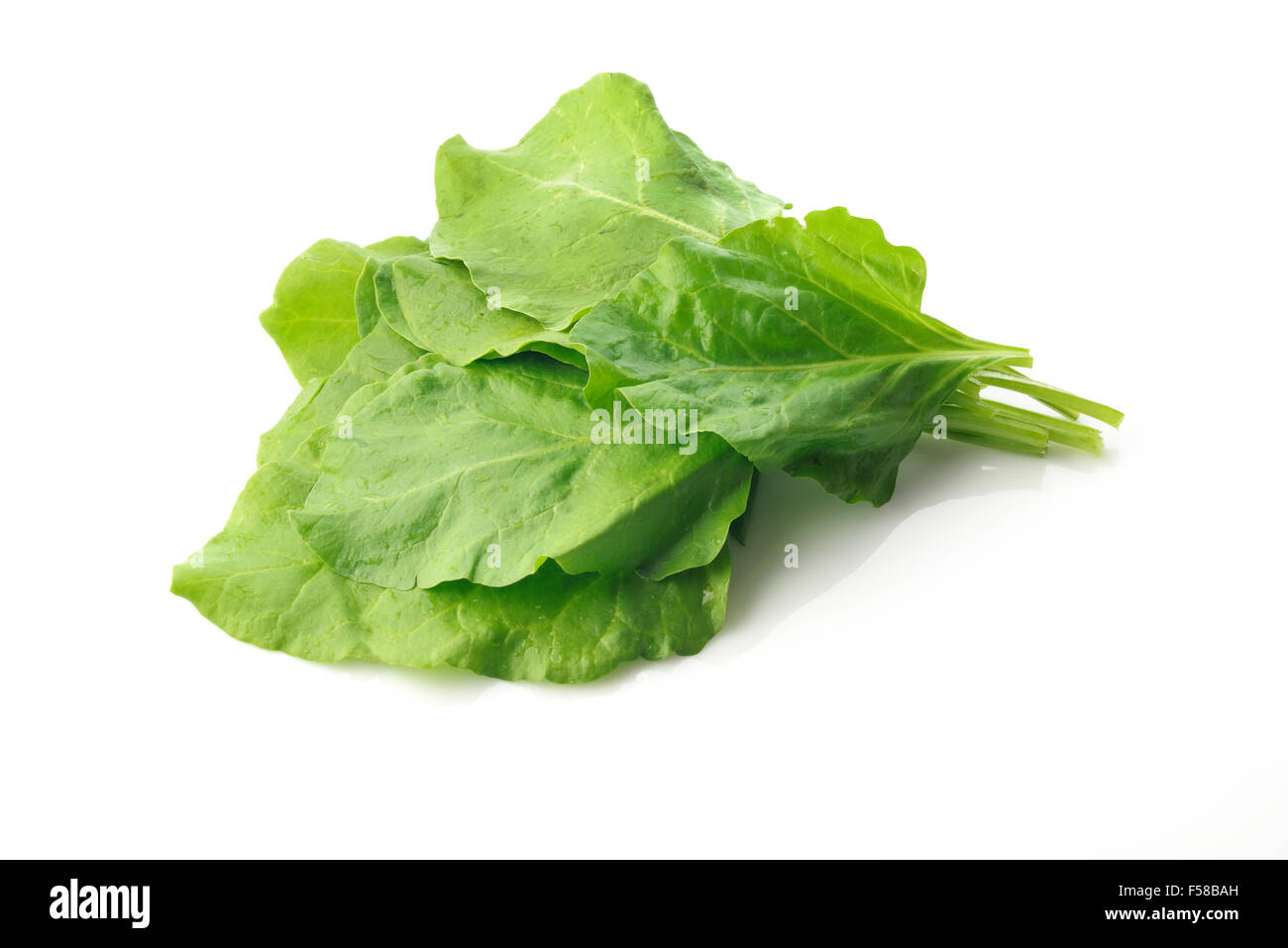 Grüne frische Spinatblätter auf weißem Hintergrund Stockfoto