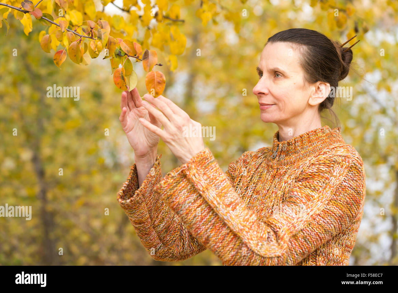 Eine lächelnde Kaukasische Frau pflückt orange Apfel Blätter im Herbst Stockfoto