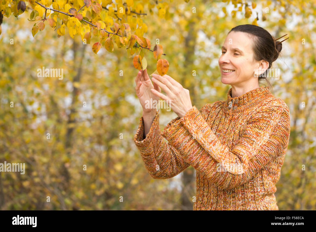 Eine lächelnde Kaukasische Frau pflückt orange Apfel Blätter im Herbst Stockfoto