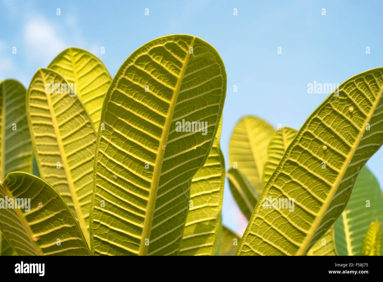 Breite Pflanze Blatt Detail der Blattnerven auf der Rückseite der Blätter. Strahlende Sonne. Stockfoto
