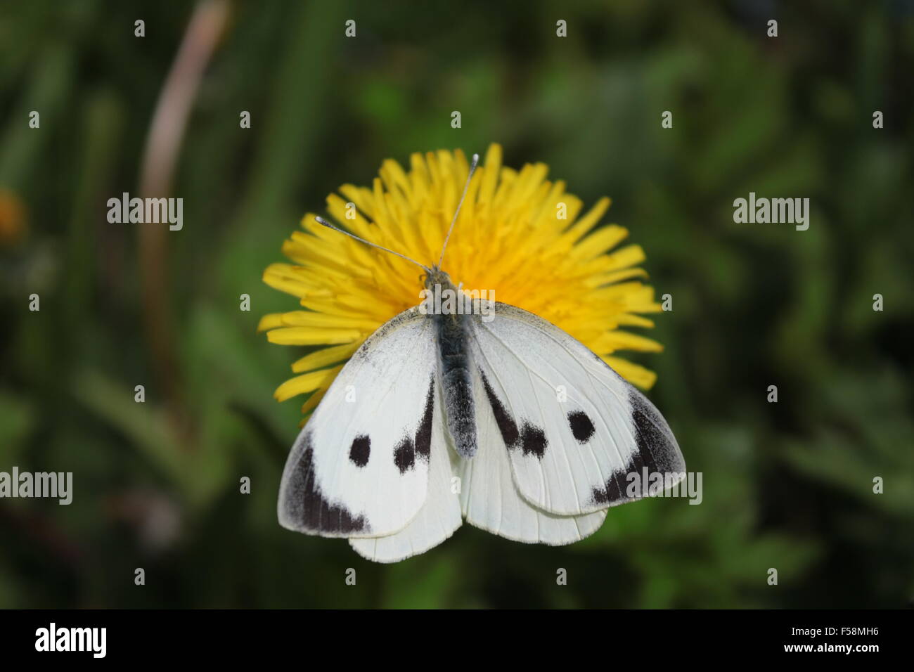 Kohlweißling Schmetterling (Pieris Brassicae) auf einem Löwenzahn Stockfoto