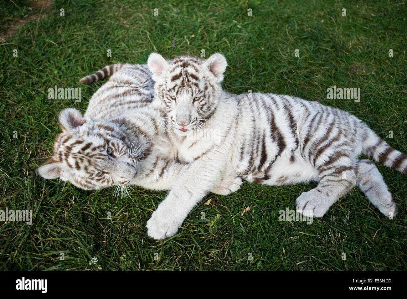 Junge weiße Bengal Tiger lag auf dem Rasen Stockfoto
