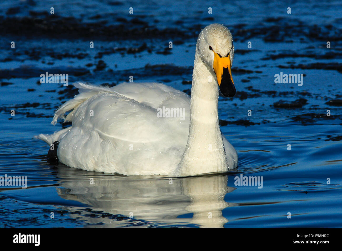 Singschwan auf teilweise gefrorenen See Stockfoto