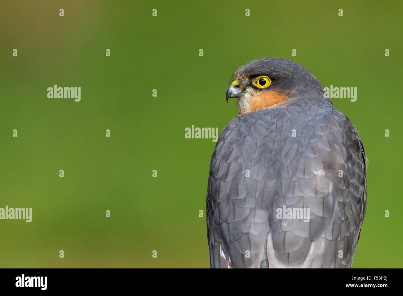 Rückansicht eines Sperber über seine Flügel Stockfoto