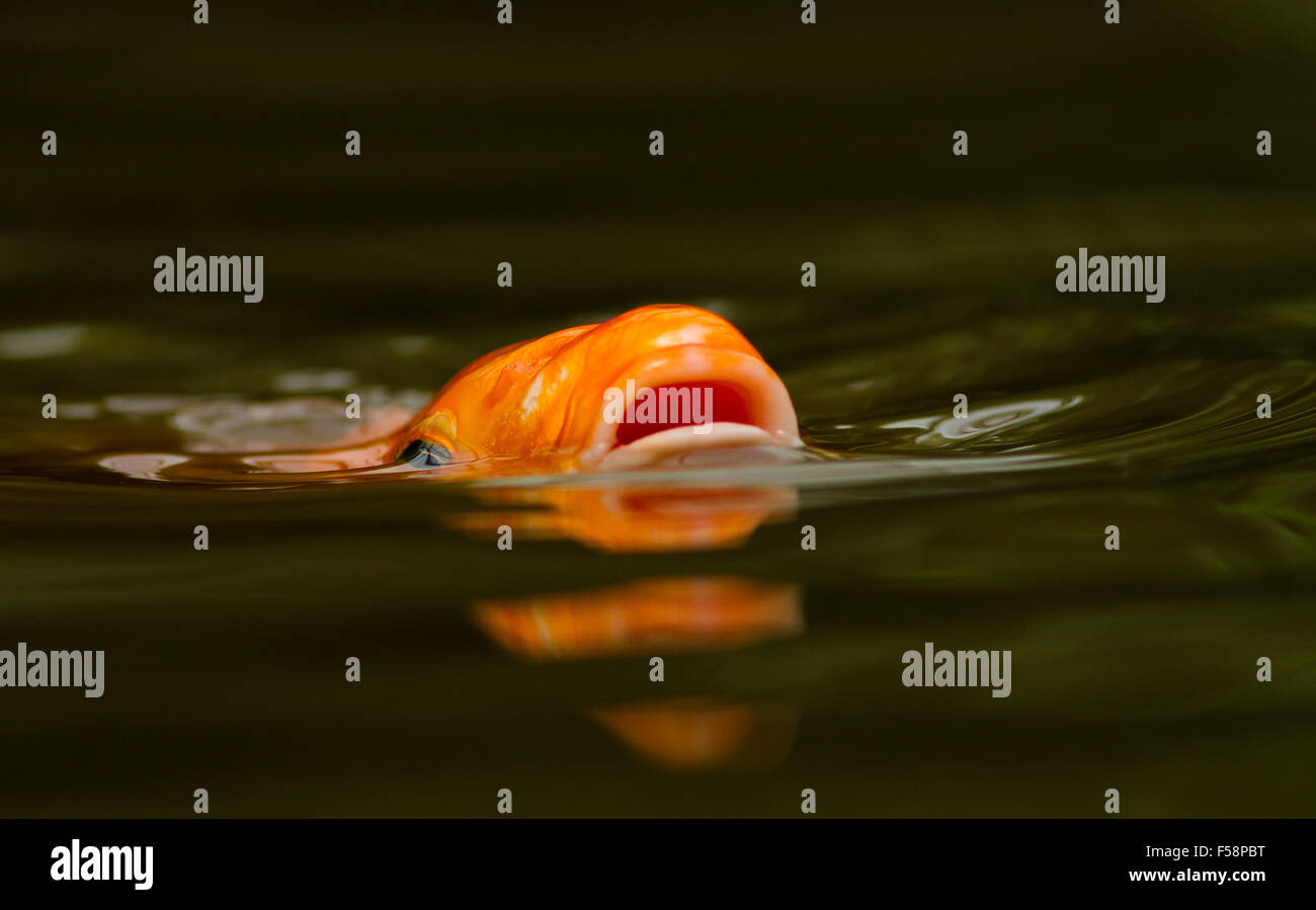 Ein goldfisch an der Oberfläche des Wassers in einem Teich mit den Kopf über dem Wasser und den Mund offen Stockfoto
