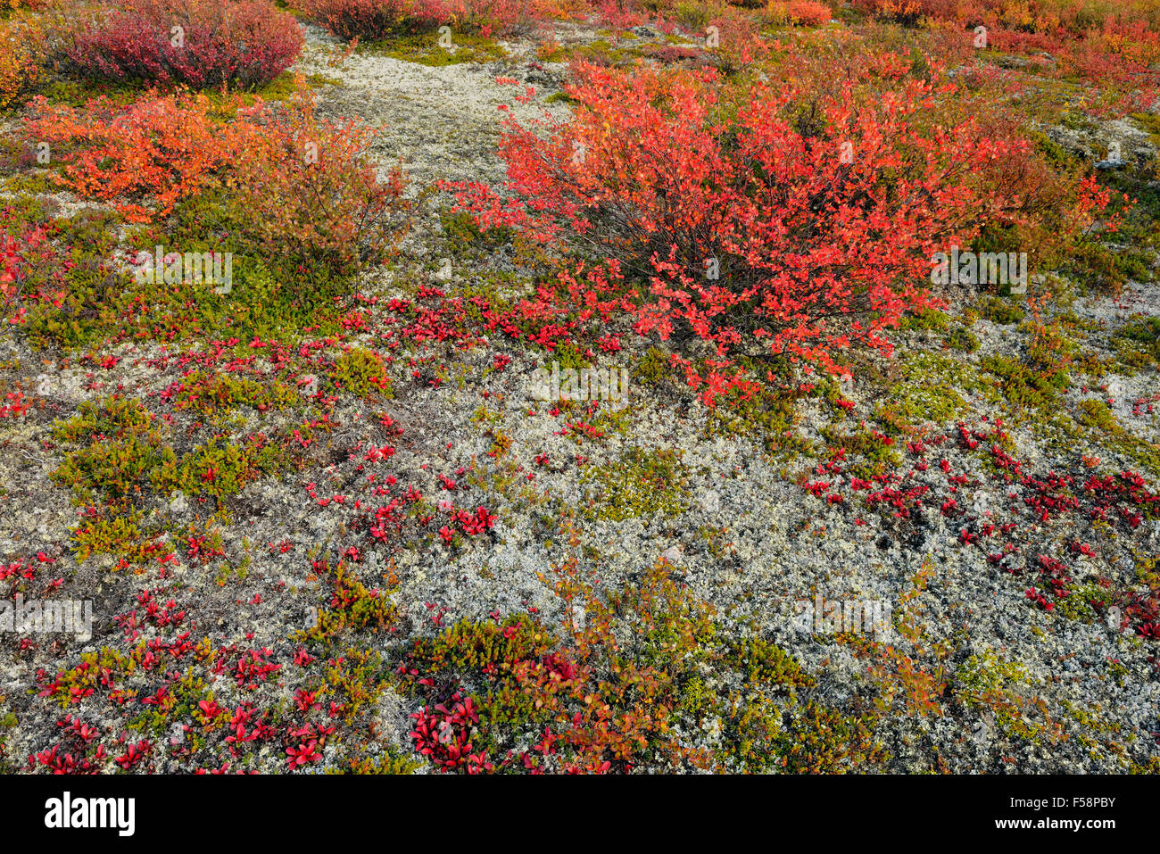 Tundrapflanzen mit Herbstfärbung entlang der Ufer des Ennadai Lake, Arktis Haven Lodge, Ennadai Lake, Nunavut, Kanada Stockfoto