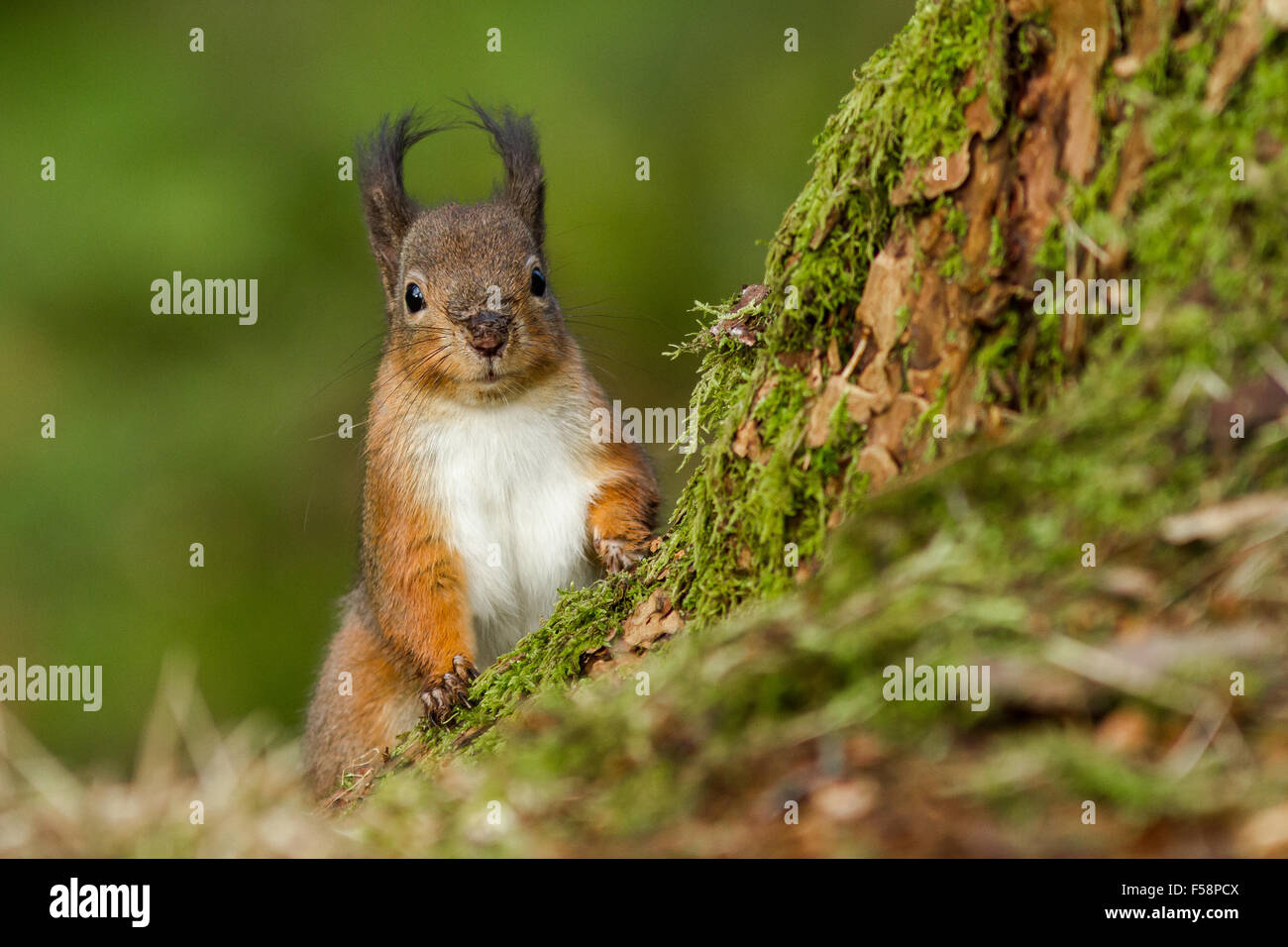 Boden geschossen von neugierigen Eichhörnchen mit getuftete Ohren spähen hinter einem Moos bedeckt Baum Stockfoto