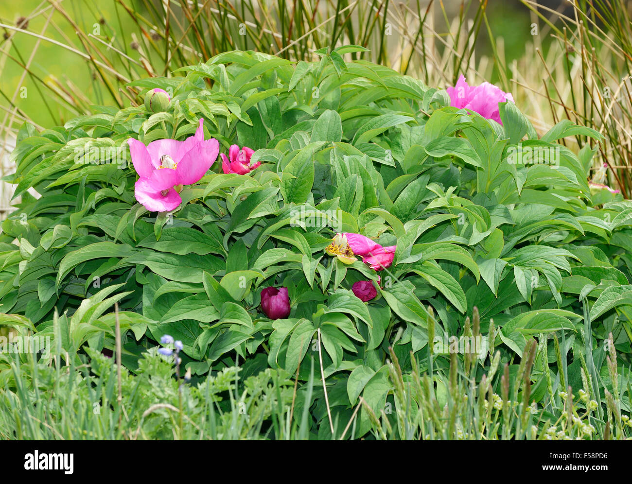 Wilde Pfingstrose - Paeonia Mascula gefunden auf Flaches Holm & Steep Holm Stockfoto