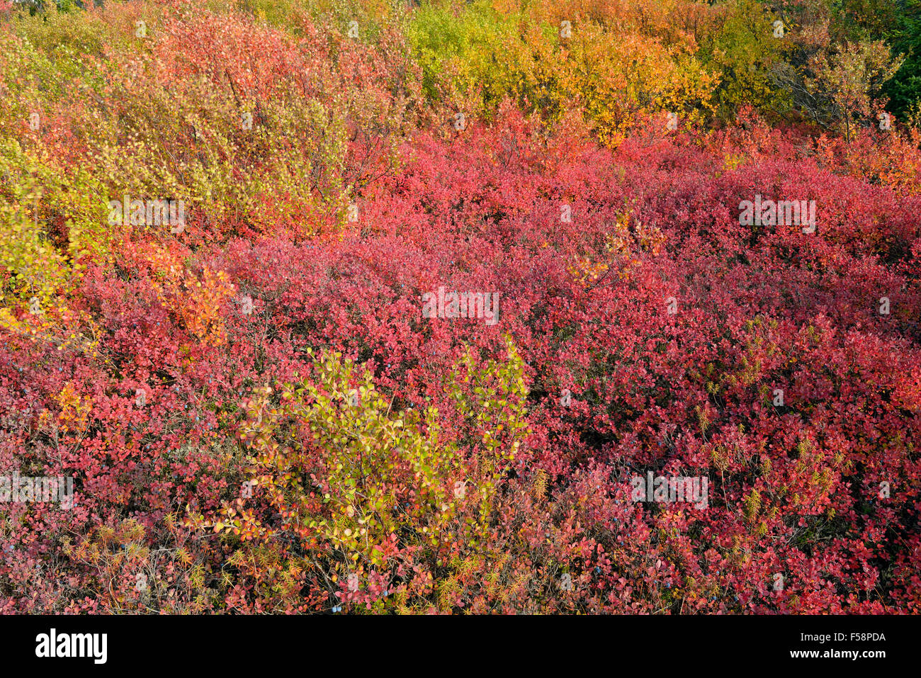 Tundrapflanzen mit Herbstfärbung entlang der Ufer des Ennadai Lake, Arktis Haven Lodge, Ennadai Lake, Nunavut, Kanada Stockfoto