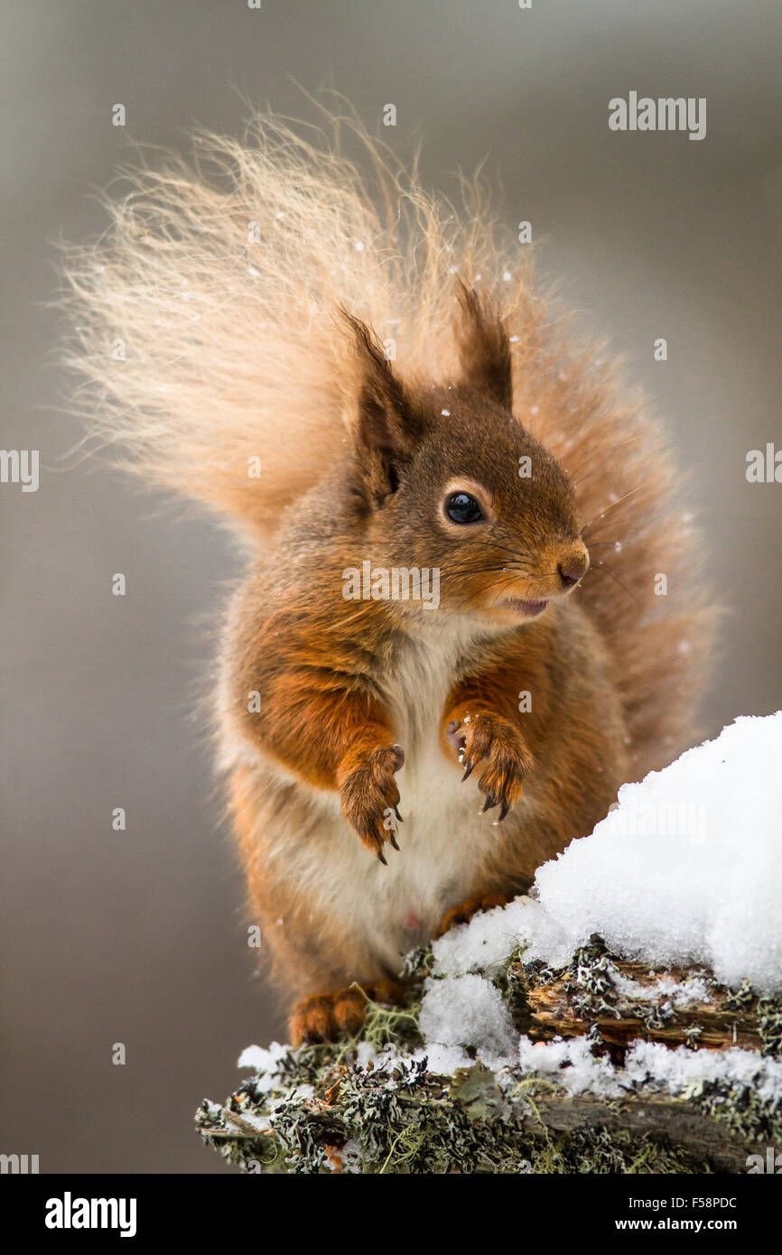 Eichhörnchen im Schnee Stockfoto