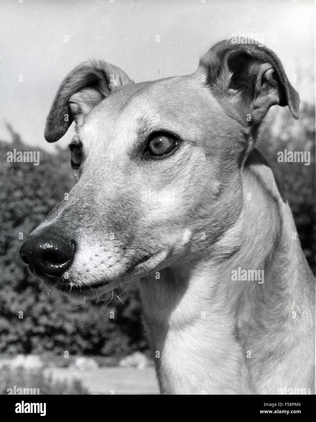 GREYHOUND. Foto Lewis Gale Stockfoto