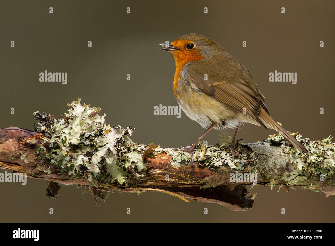 Robin am Flechten bedeckt Branch Stockfoto