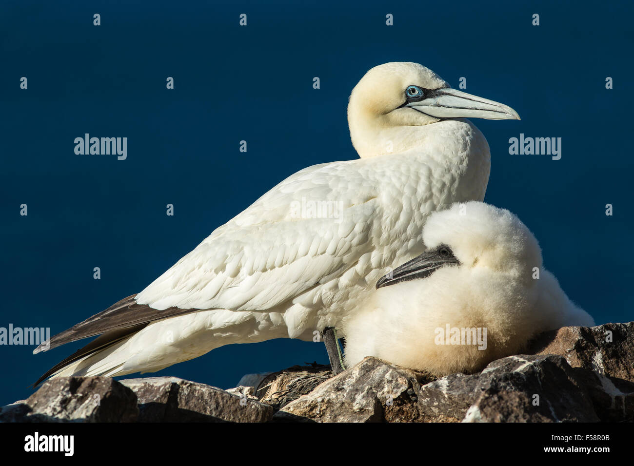 Northern Gannet mit Küken auf dem Bass Rock, Schottland Stockfoto