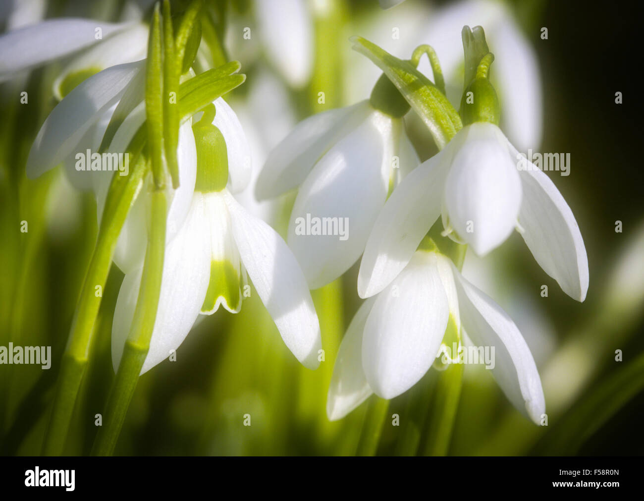 Eine Nahaufnahme der Blüte Schneeglöckchen Köpfe mit einem weichen Fokus ein Traum wie Frühling Qualität zu geben Stockfoto