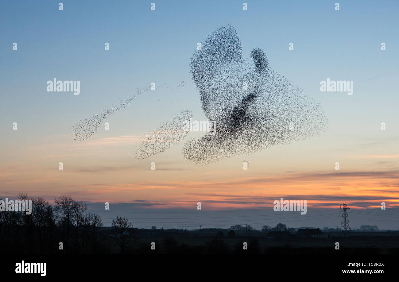 Eine riesige Herde von Stare bekannt als eine Murmuration Form ein UFO am Himmel in der Abenddämmerung in der Nähe der Stadt Gretna im Süden von Schottland Stockfoto