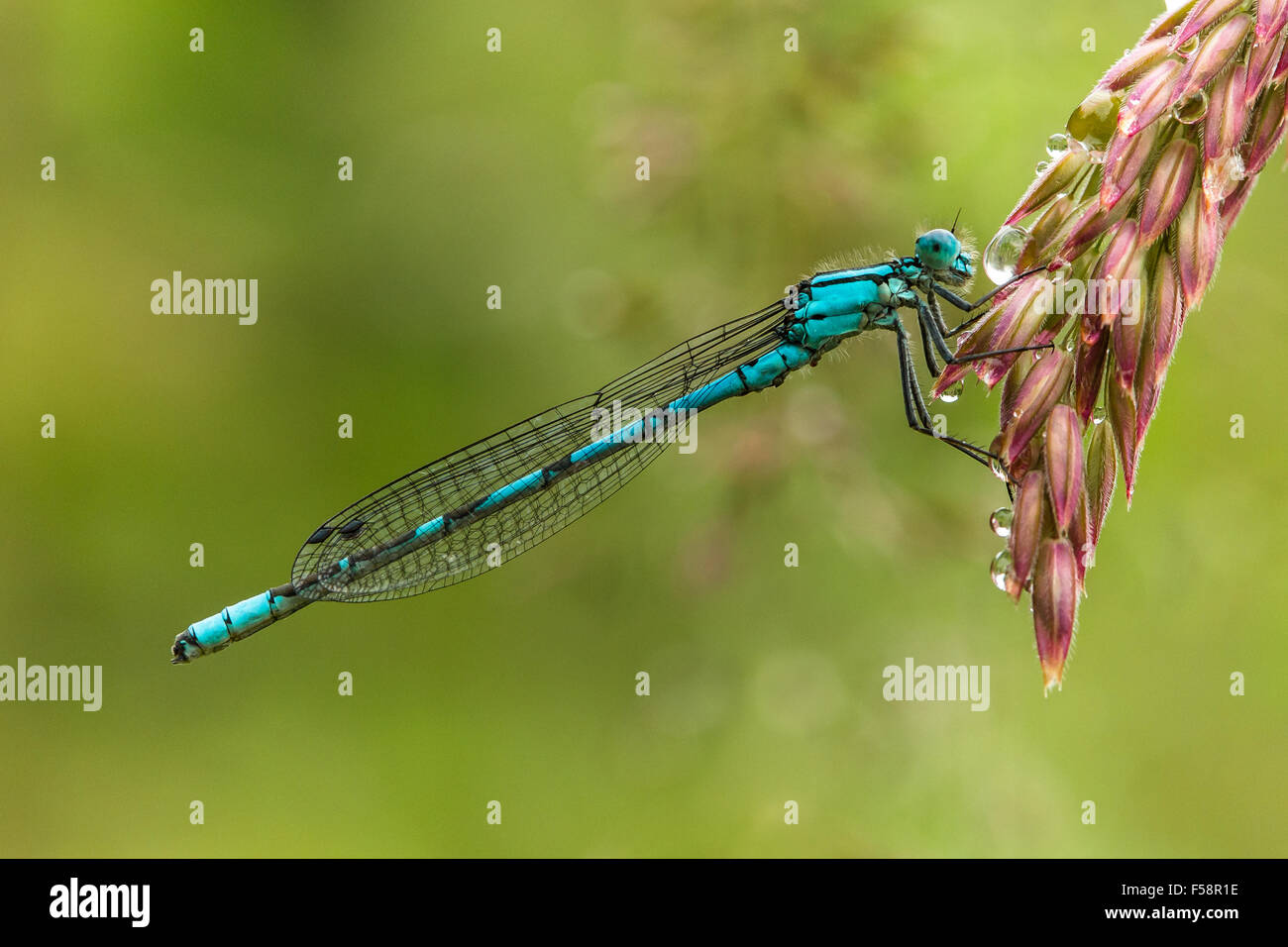 Gemeinsame Blau Damselfly auf einem Tau gefallen Gras seedhead am frühen Morgen. Stockfoto