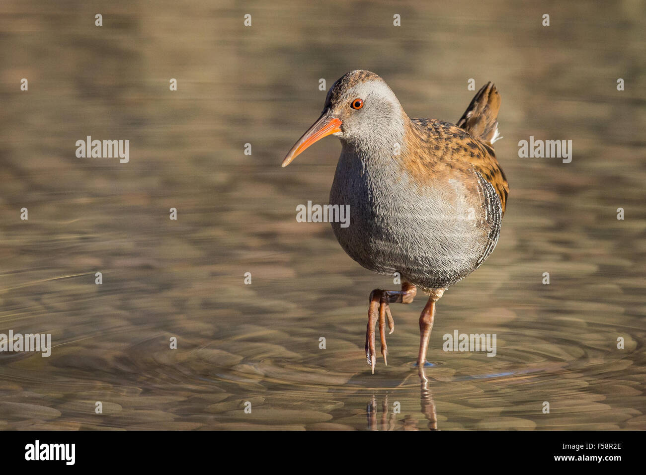 Wasser Schiene durch Wasser waten. Stockfoto