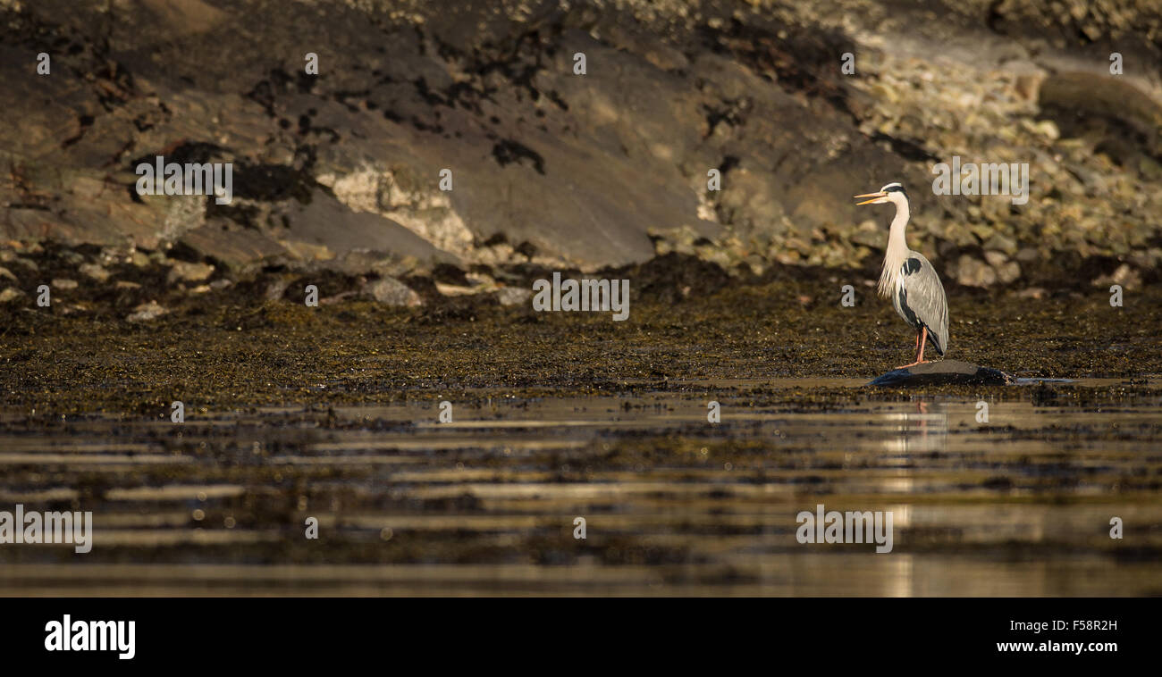 Graureiher steht Stalking bei Ebbe am Ufer des Glenuig Bay, Schottland Stockfoto