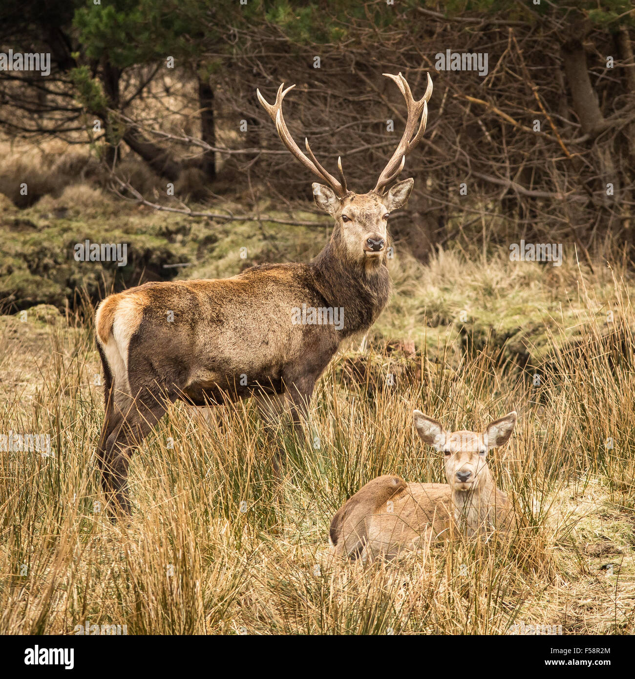 Rotwild und Hind in Schottland Stockfoto