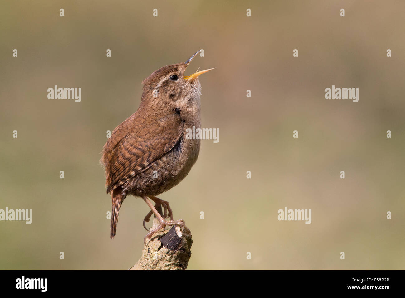 Wren im kompletten Song Stockfoto