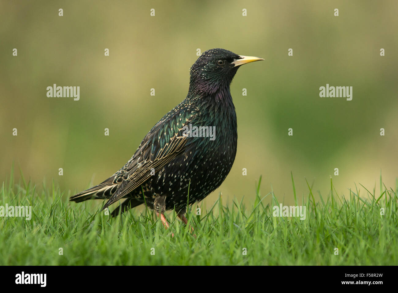Starling auf dem Rasen Stockfoto
