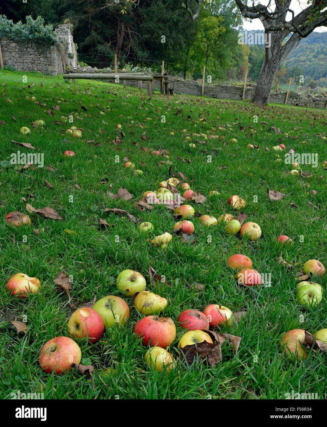 Windfall-Äpfel im alten Obstgarten in Wye Valley Stockfoto