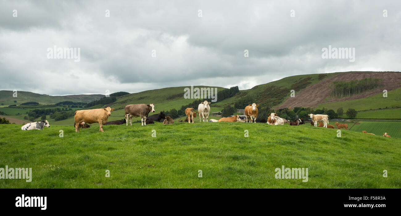 Milchvieh auf einem schottischen Hügel Stockfoto