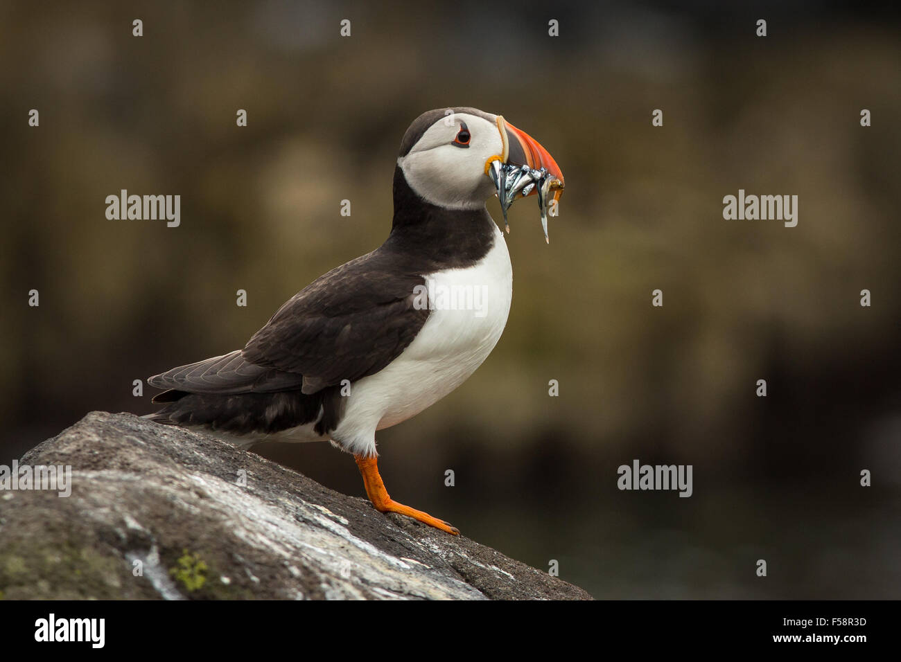 Papageitaucher mit Sandaal Stockfoto
