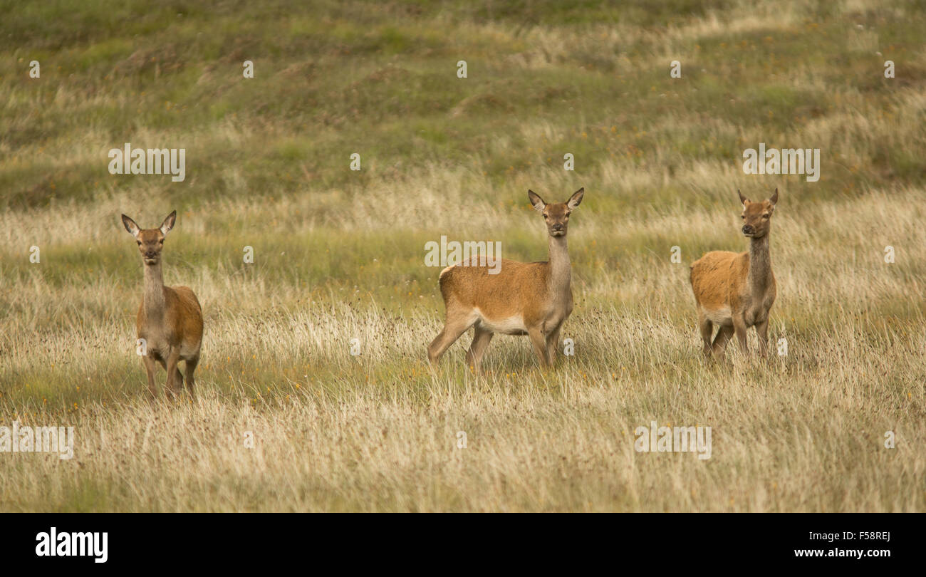 Drei Red deer Hinds in langen Gras auf den Äußeren Hebriden, Schottland Stockfoto