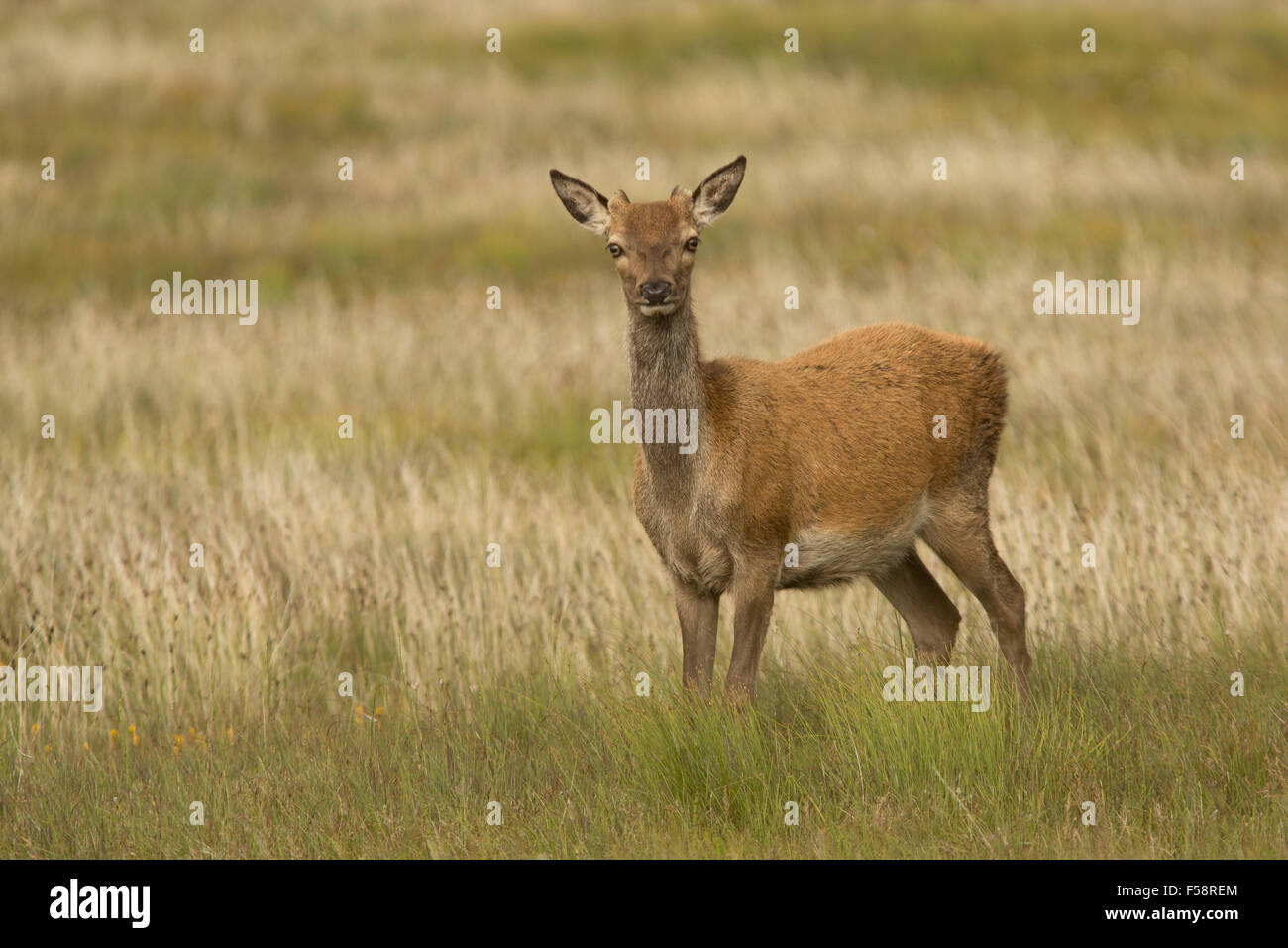 Ein Rotwild hind steht Alert im Gras auf den Äußeren Hebriden, Schottland Stockfoto
