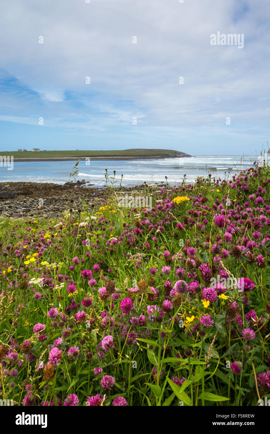 Blühende Pflanzen im Sommer auf der ökologisch wichtigen machair der Äußeren Hebriden Stockfoto
