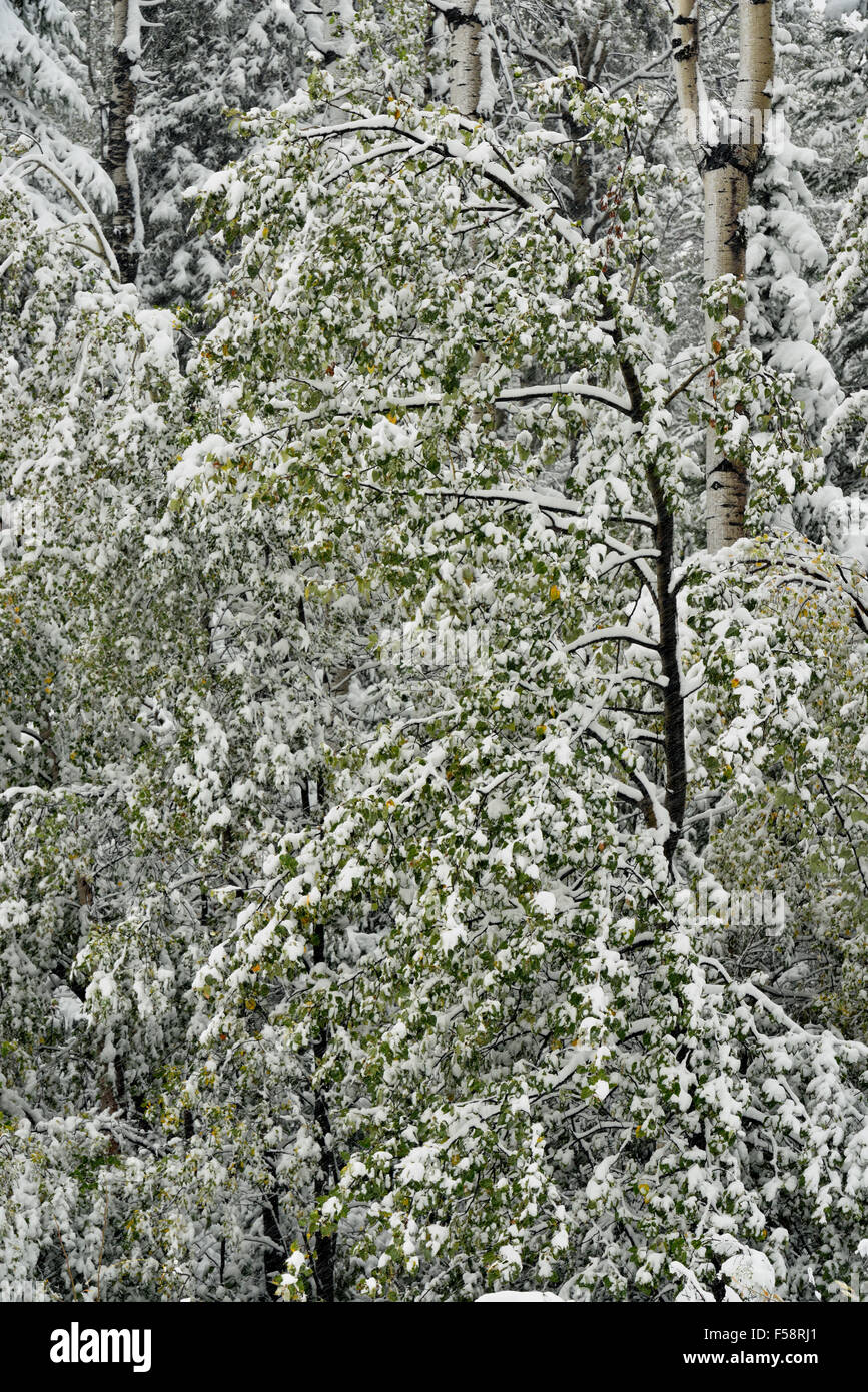 Nadelbaum und Espe Bäume mit nassem Schnee Anfang September Alaska Highway in der Nähe von rosa Berg in British Columbia, Kanada Stockfoto