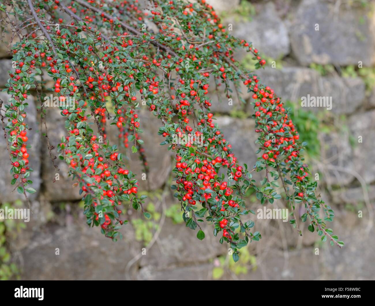 Cotoneaster Bush in einem ummauerten Garten überragt, in Glasgow, Schottland, Großbritannien Stockfoto