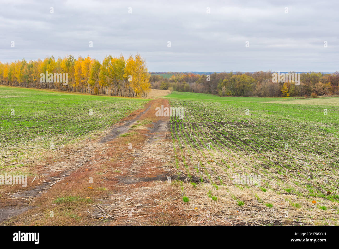 Erde-Straße zwischen Winter ernten Felder in der Zentralukraine am Herbst Saison. Stockfoto
