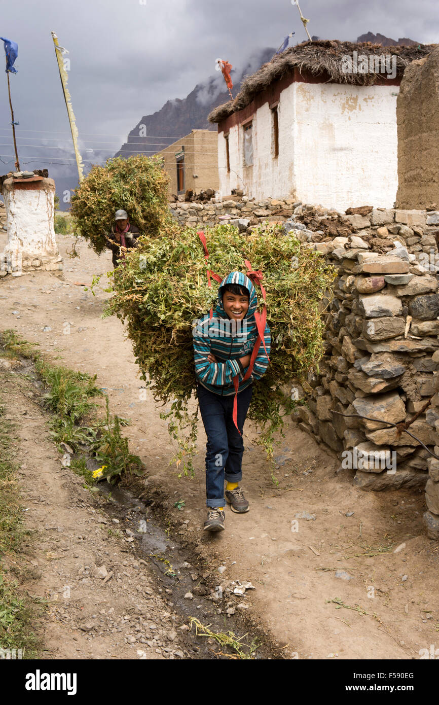 Indien, Himachal Pradesh, Spiti Valley, Khurik Männer tragen Erbse schneiden in Dorf aus den umliegenden Feldern Stockfoto