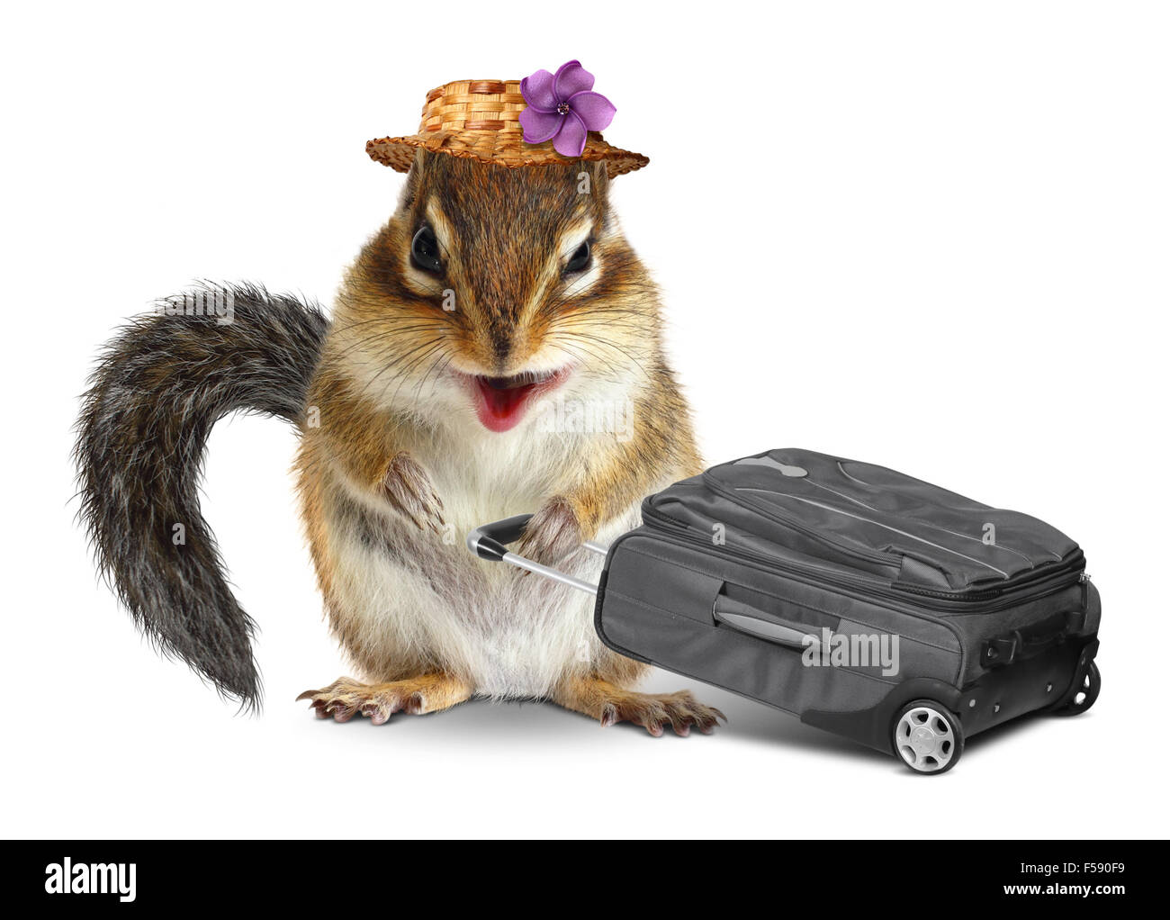 Lustige Reisender, tierische Streifenhörnchen mit Koffer isoliert auf weiss Stockfoto