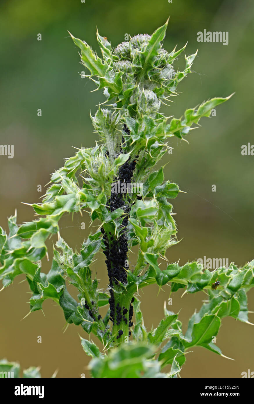 Schwarze Bohnen-Blattlaus Aphis Fabae Cirsiiacanthoidis, Befall am Stiel von einer schleichenden Distel, Berkshire, Juni Stockfoto