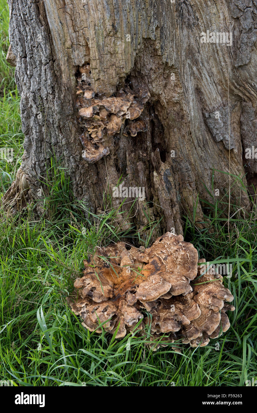 Basis einer erkrankten Eiche Quercus Robur, mit Fruchtkörper des riesigen Polypore, Meripilus Giganteus, Stockfoto